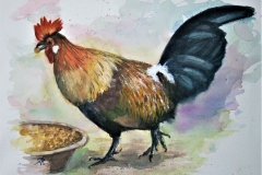 12-aquarel-Kleurige-haan
