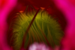 cactus-w