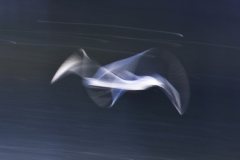 meeuw-057-w